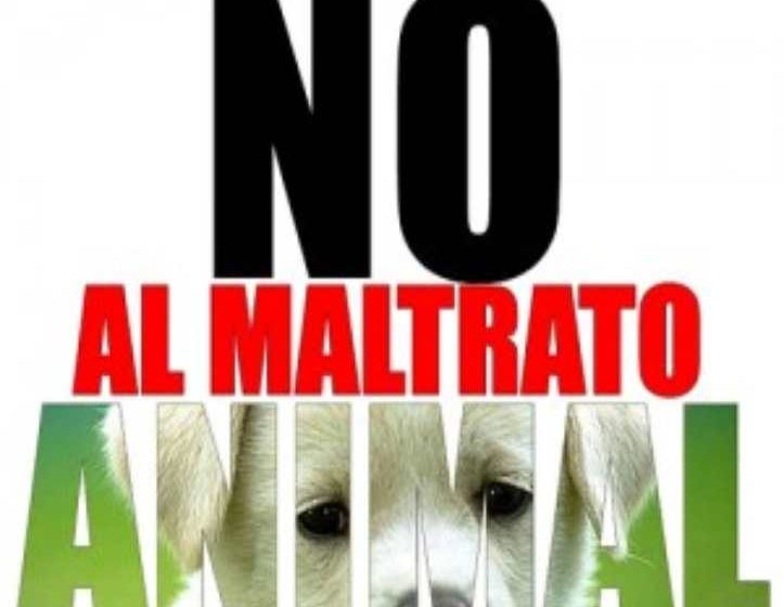  En el Día Internacional del Perro, maltrato animal realidad que lacera a la sociedad: Dani de los Santos
