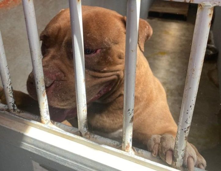  Esta semana, Pitbull víctima de maltrato fue rescatado