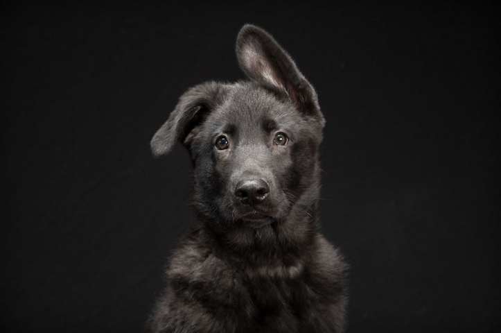  ¿Sabías que los perros de color negro son los últimos en ser adoptados?