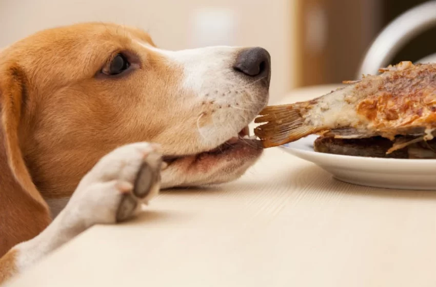  Día de la Nutrición: Importancia de la alimentación equilibrada de las mascotas