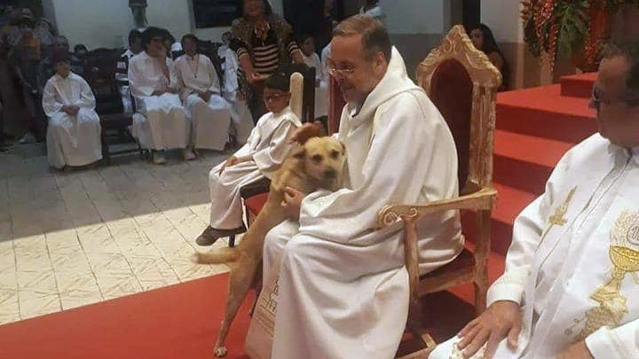  Este sacerdote brasileño lleva perros abandonados a sus misas para que sean adoptados