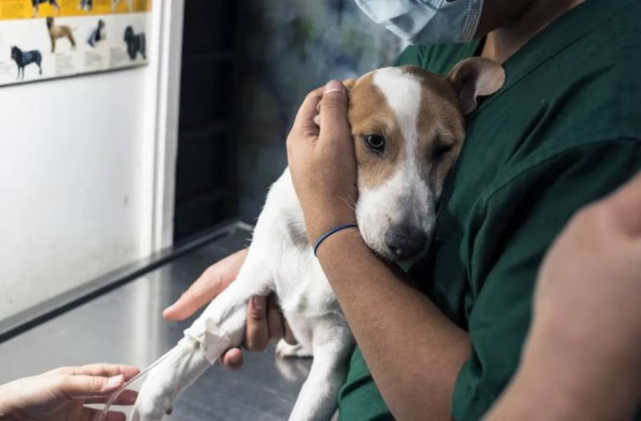  Parvovirus pone en alerta a Nueva York: el 90% de los perros infectados mueren
