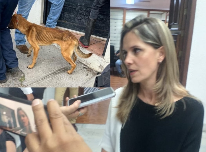  Sanción ejemplar para los que maltratan animales en Michoacán: Daniela de los Santos