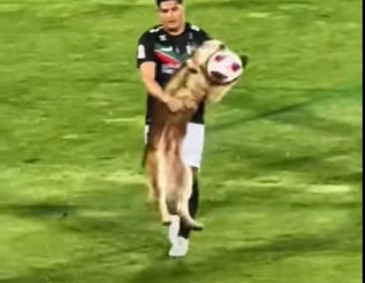  Perro se mete a partido de futbol en Chile y roba balón