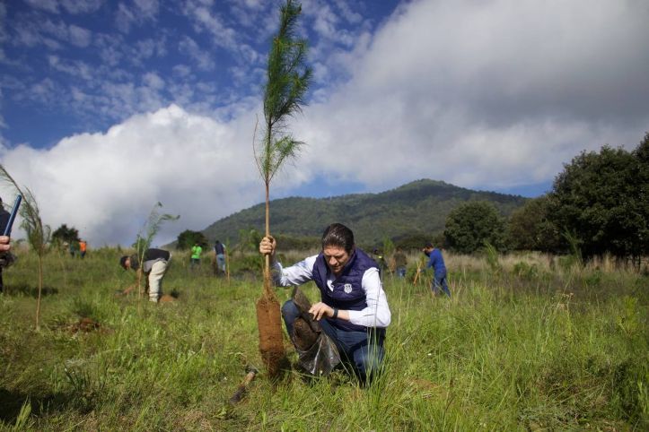  Morelia creará un vivero municipal para producir 1 millón de árboles