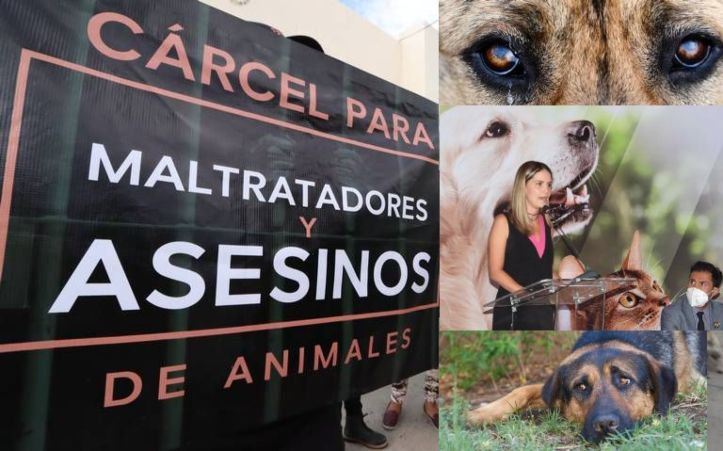  No hay más, castigos ejemplares para inhibir el maltrato animal: Daniela de los Santos