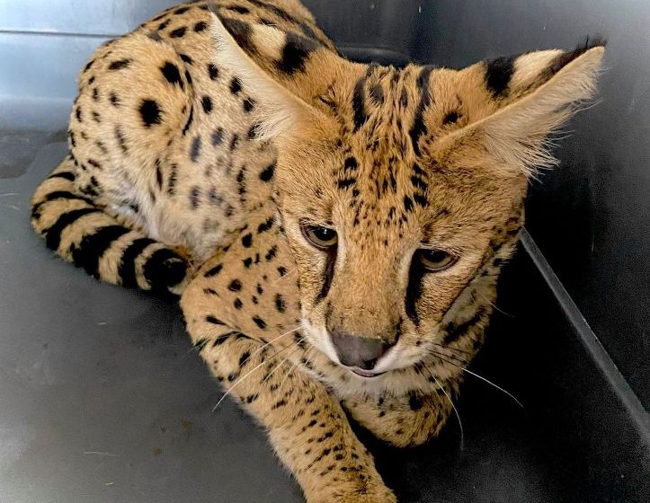  Un nuevo integrante llega al Zoológico de Morelia, se trata de un serval decomisado por la profepa