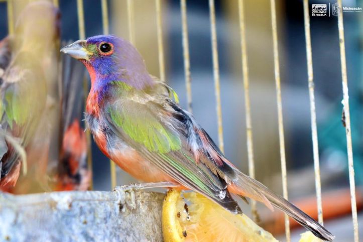  Recibe Zoológico 40 aves decomisadas tras operativo en mercados de Morelia