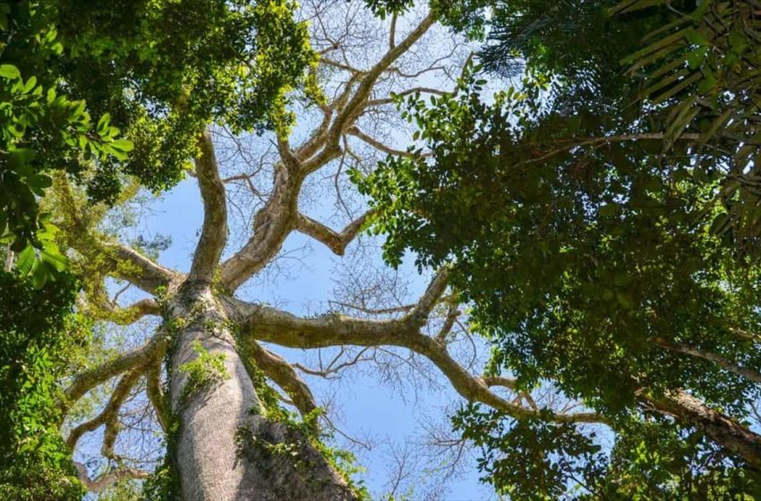  ¿Por qué se celebra el Día del Árbol?