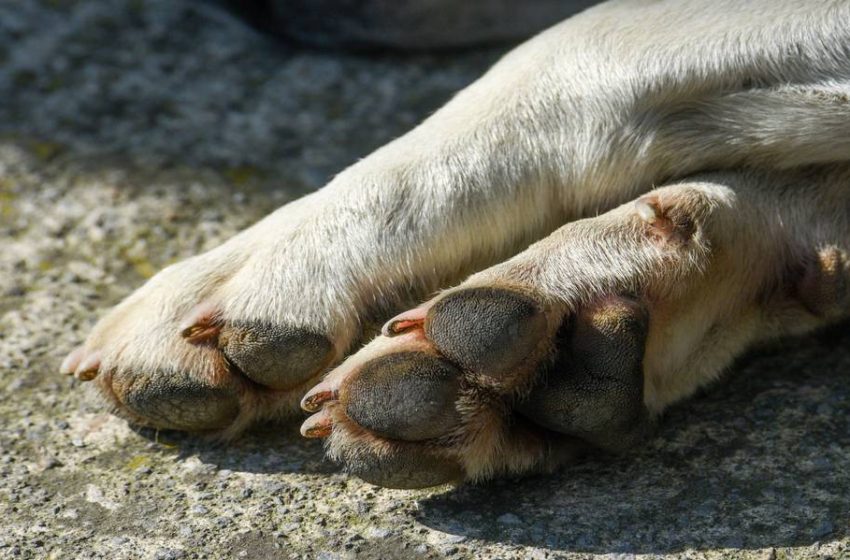  70% de las mascotas sufre algún tipo de maltrato en México: IBD