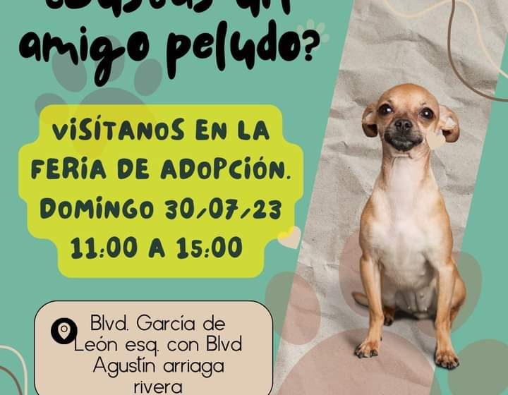  Feria de adopción para conseguir hogar de perritos rescatados