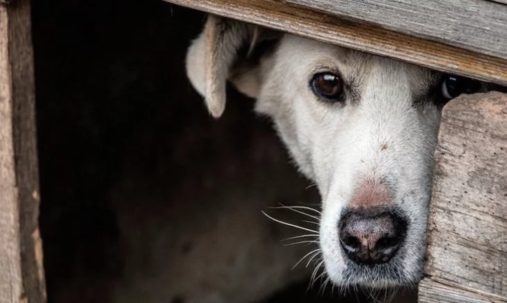  En Michoacán hay más sensibilidad del cuidado de los animales: Daniela de los Santos