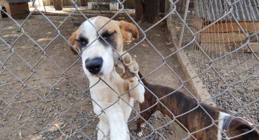  Brinda Centro de Atención Animal servicios a bajo costo para mascotas de compañía