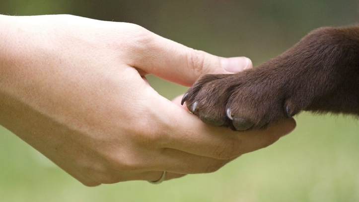  Senado analiza reforma sobre bienestar animal