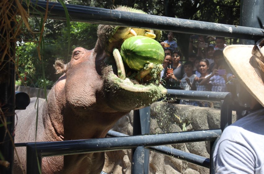  Conoce las experiencias educativas del Zoo de Morelia