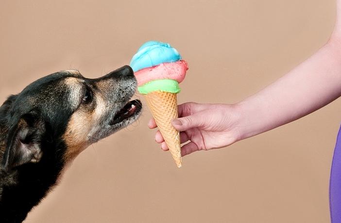  Perros y gatos también sufren de Alzheimer, hipertensión y diabetes