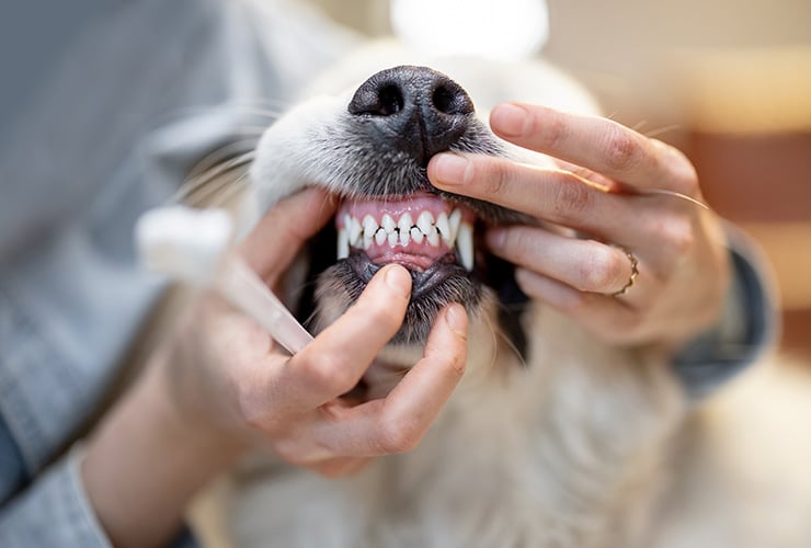  ¿Cómo cuidar los dientes de los perros?