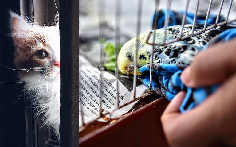  La crueldad animal debe considerarse como delito grave para que no quede impunidad: Dani de los Santos