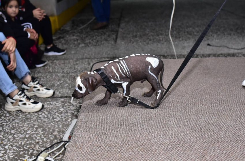  Desfiles y actividades de Noche de Muertos bienvenidas las mascotas: Morelia