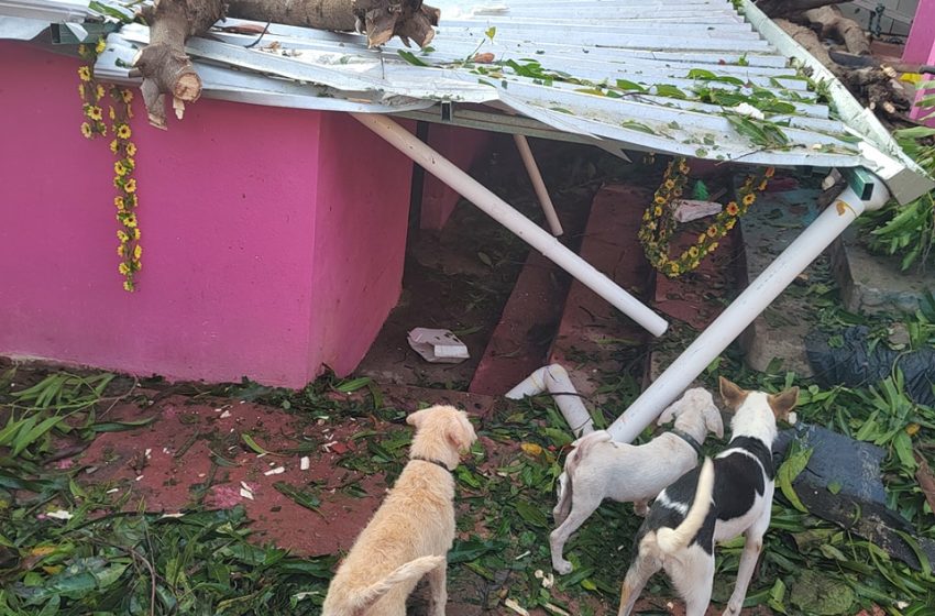  Perros y gatos, los otros damnificados de “Otis” que necesitan ayuda