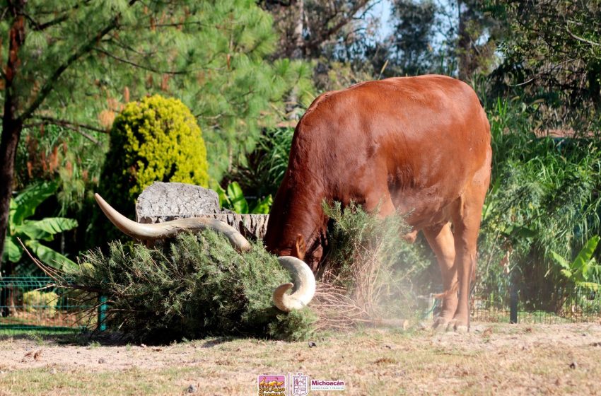  Inicia reciclaje de árboles de Navidad en el Zoológico de Morelia