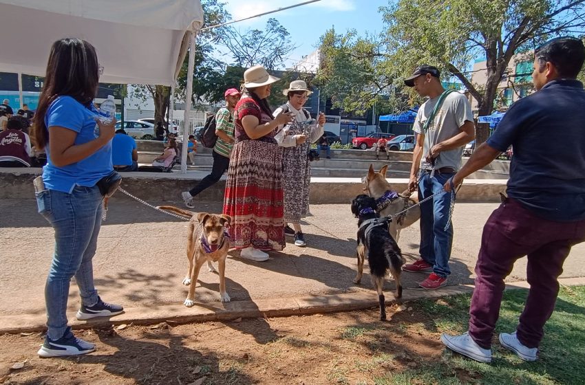  Ayuntamiento de Morelia realizó con éxito la 1° Festival Animalista