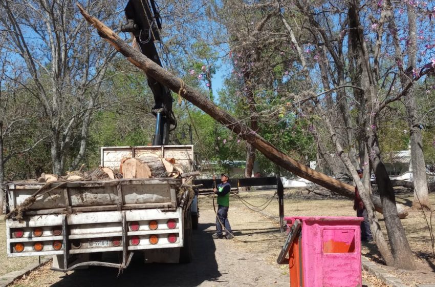  En tareas preventivas, Gobierno Municipal poda árboles secos en Bosque Cuauhtémoc