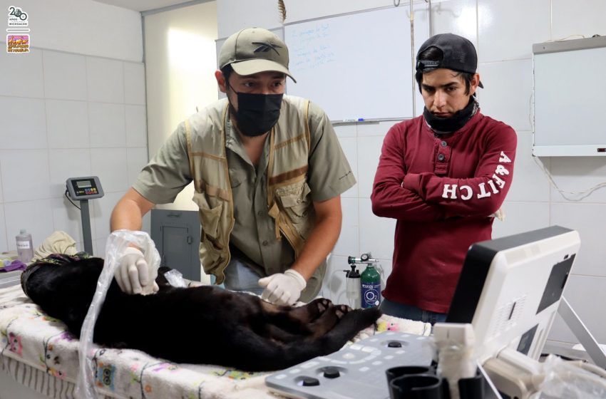  Reporta el zoológico delicada de salud a la jaguar rescatada y a guanacos, tras su contacto con lodos contaminados del OOAPAS