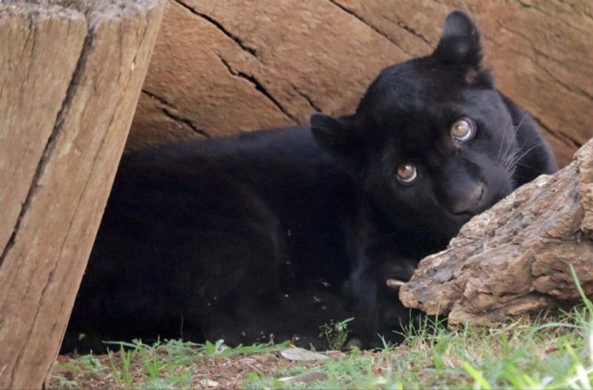  Muere jaguar en el zoológico por inundación provocada por el Ayuntamiento de Morelia
