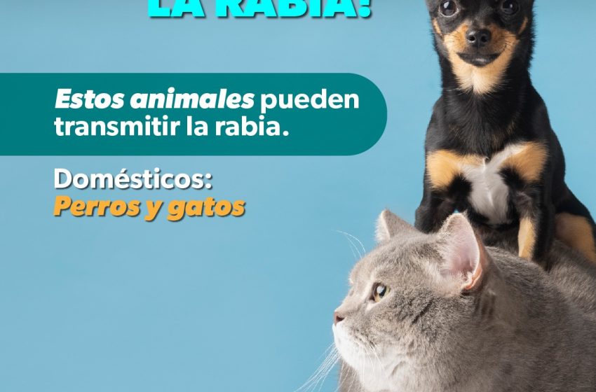  SSM vacuna a tus mascotas para protegerlas contra la rabia