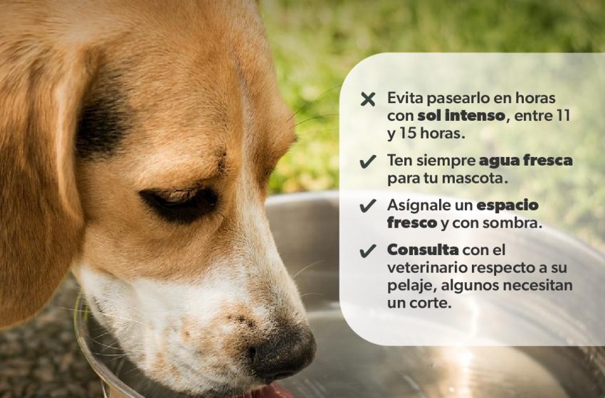  Identifica la deshidratación o golpes de calor en mascotas; la SSM te dice cómo