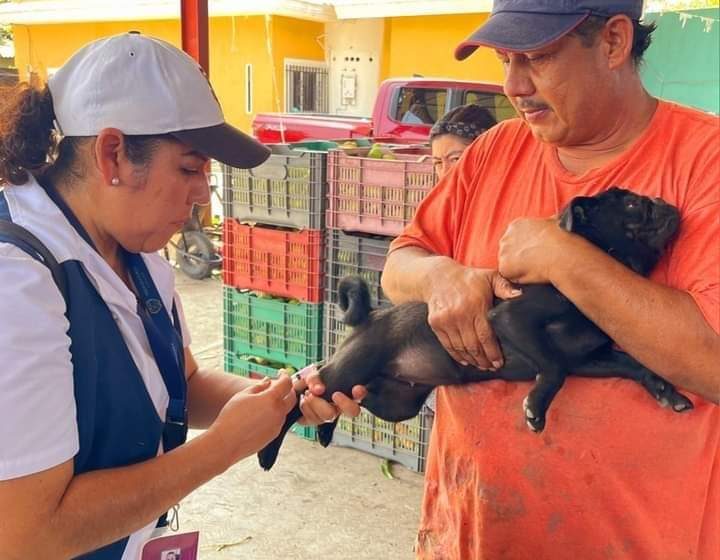  SSM realiza vacunación antirrábica canina y felina casa por casa