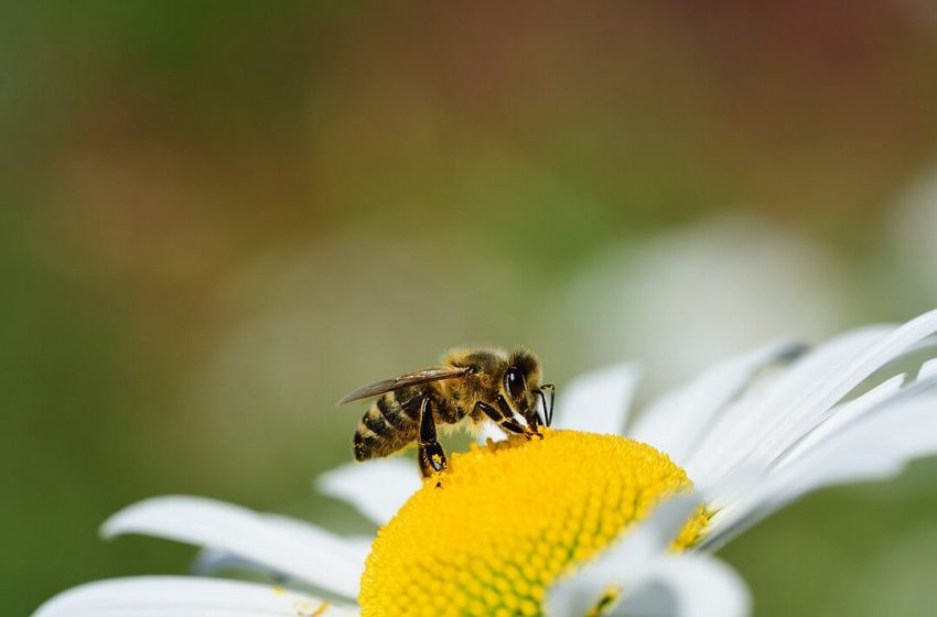  Día mundial de las abejas