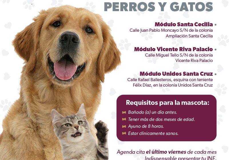  SSM ofrece sin costo esterilización canina y felina, en Morelia