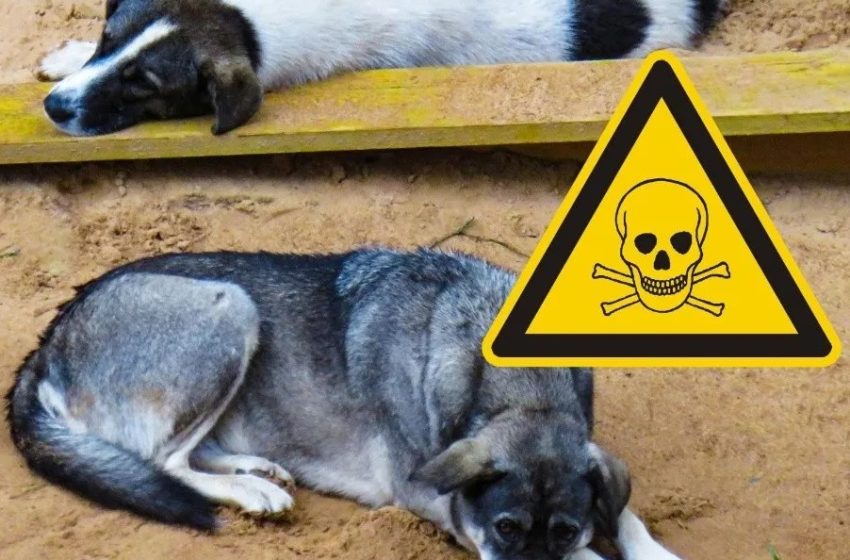  En Michoacán se reporta otro caso de envenamiento masivo de perros; animalistas exigen investigación