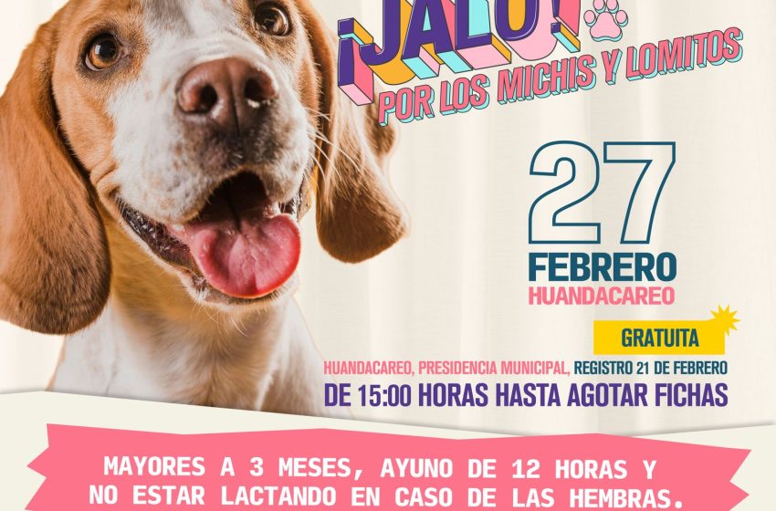  SSM realizará esterilizaciones caninas y felinas sin costo en estos municipios