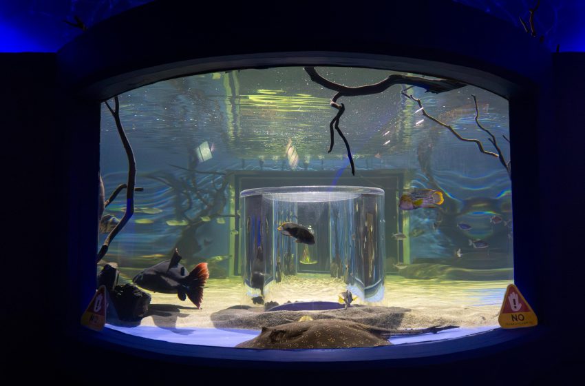  Sumérgete en la diversión con la espectacular pecera 360° del Zoológico de Morelia