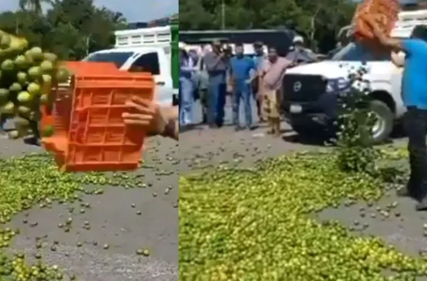  🌿 “La Tierra Caliente se viste de luto: Apatzingán exige justicia por Bernardo Bravo, líder limonero asesinado”