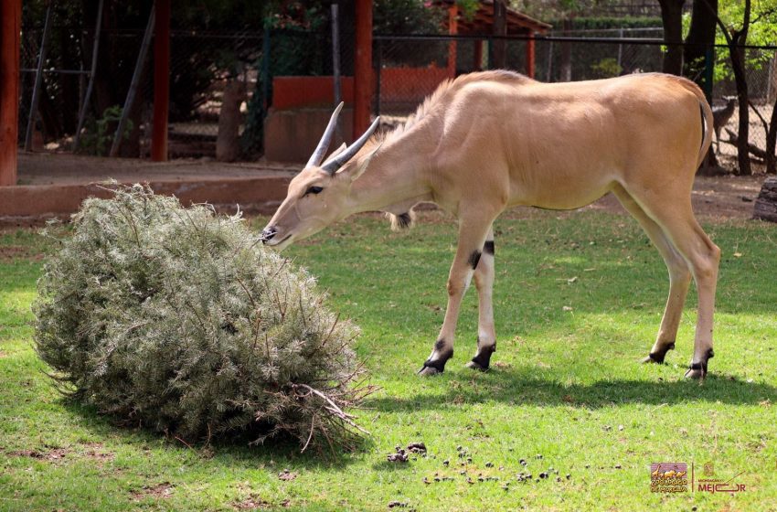  Zoológico de Morelia te invita a reciclar tu arbolito