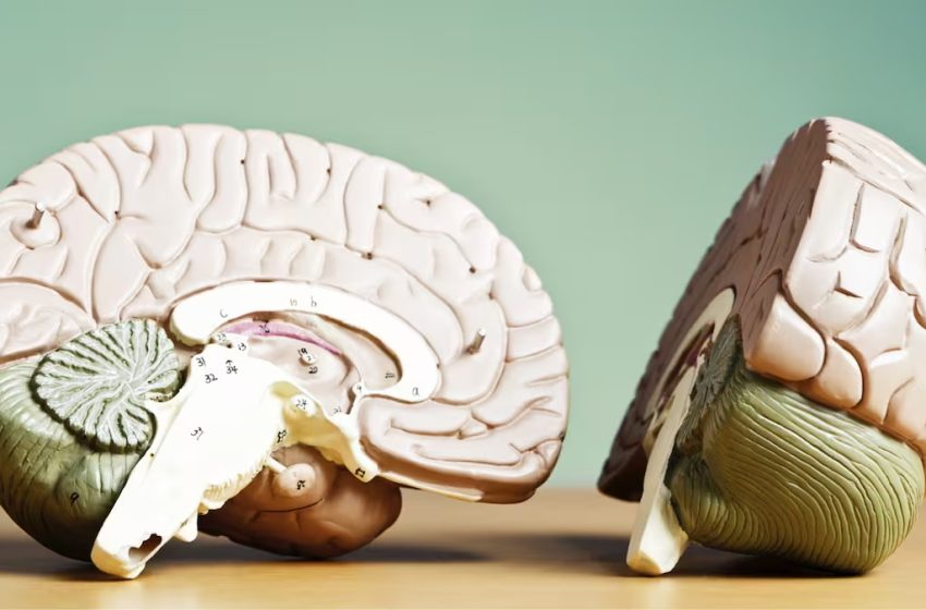  ¿Cómo luce el cerebro de una persona demasiado solitaria?